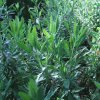 Lavandula heterophylla